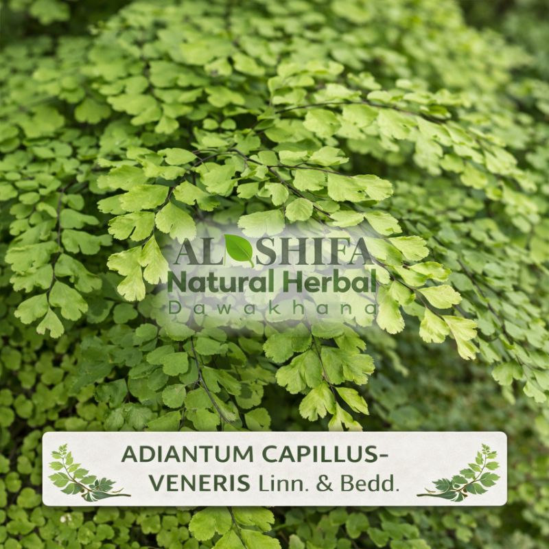 Adiantum Capillus-veneris Linn. & Bedd