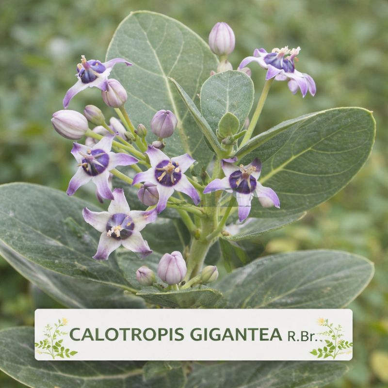 Calotropis gigantea R.Br.