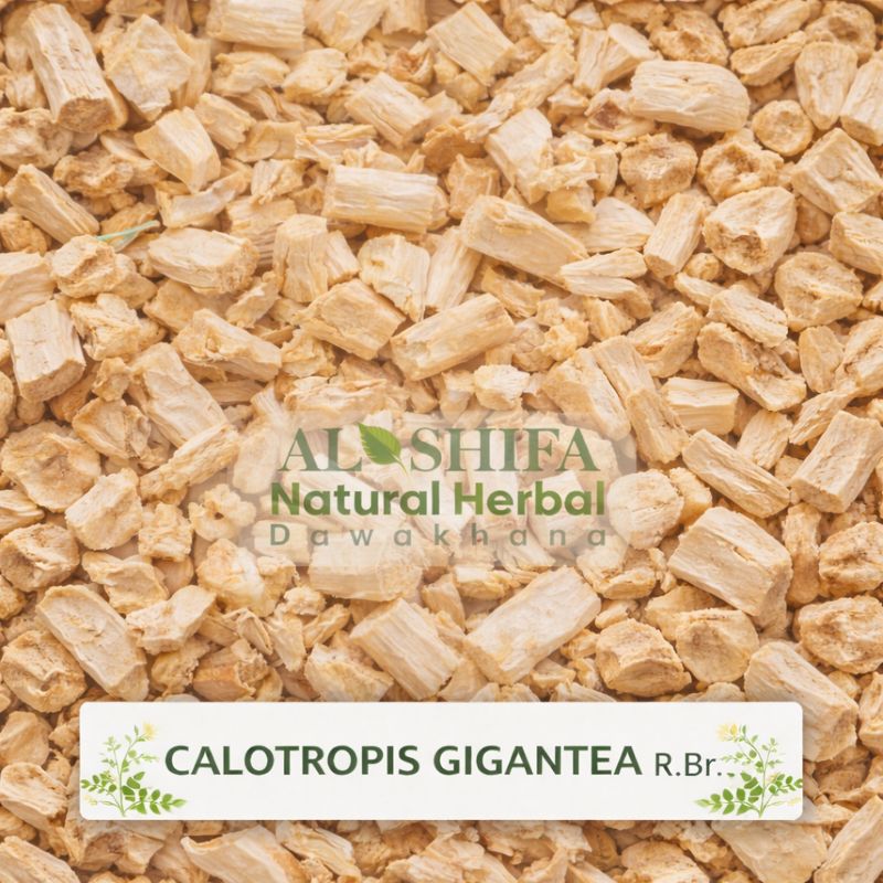 Calotropis gigantea R.Br.