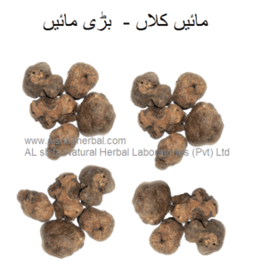 Main Kalan, Tamarisk