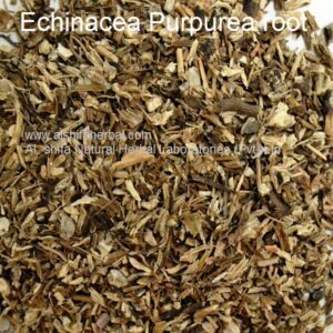 Echinacea augustifolia