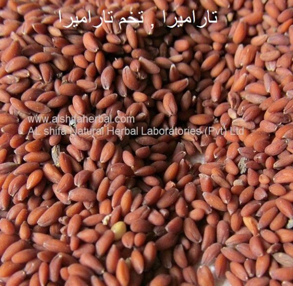 Tukhm-e-Tara Mera, Arugula Seeds - Image 2