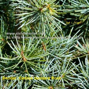 Deodar, Cedrus deodara Roxb