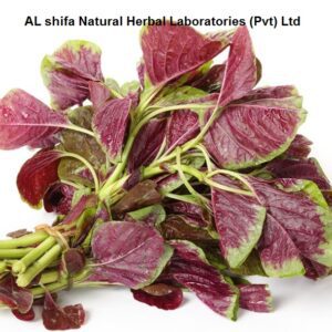 Cholai, Amaranthus mangostanus Linn