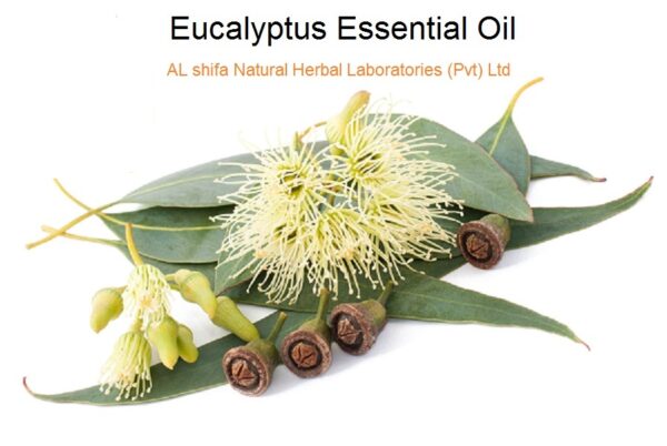 Eucalyptus Tree, Oil