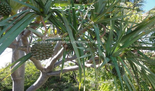 Keora, Fragrant Screw Pine - Image 8