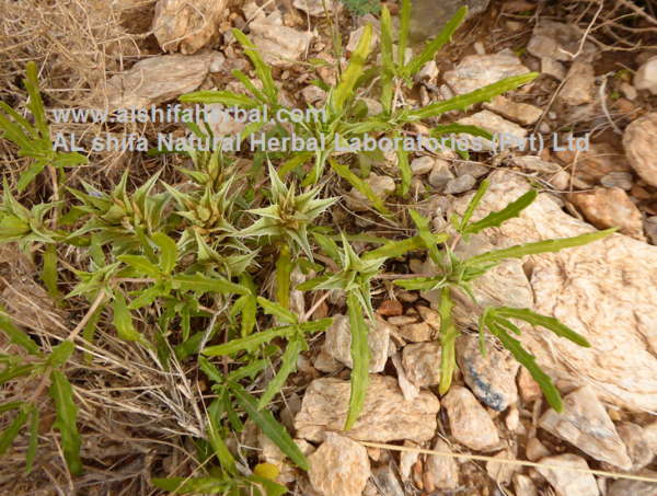 Tukhme Utangan, Acanthus Seeds - Image 2