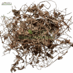 منڈوک پرنی