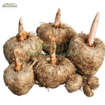 جوہر کونجیک جڑ (گلوکومانن)