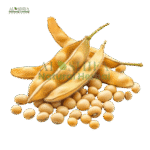 سویا بین