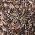تخم سورج مکھی لیموں روسٹ