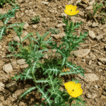 تخم ستیاناسی 