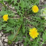 گل قاصدی