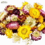 گل قاصدی