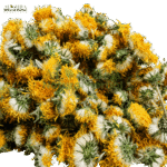 گل قاصدی