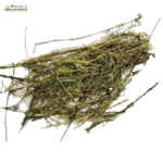 افسنطین
