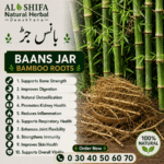 بانس جڑ