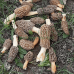 گوچی مشروم