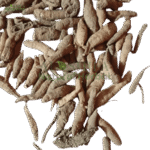 اتیس