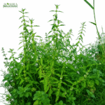 جل نیم