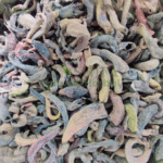 کاکڑا سنگھی