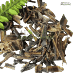 خراطین