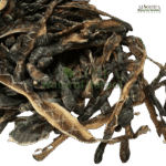 خراطین