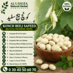 کونچ بیج سفید
