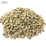 مغز بنولہ