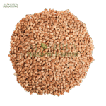 مغز چرونجی