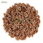 ثابت اسپغول