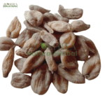 ثعلب مصری