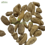 ثعلب مصری