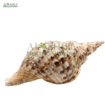 سنکھ/حلزون