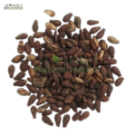 شیولنگی بیج