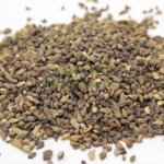 شیولنگی بیج