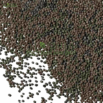تخمِ ستیاناسی